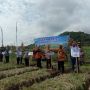 Girang Lihat Hasil Panen, Bupati Bantul Borong Bawang Merah Hingga Rp1 Juta