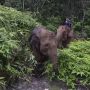 Mengapa Gajah di Riau Diberi Kartu Identitas?