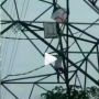 Viral Video Pria Nekat Panjat SUTET Demi Layangan Rp 2 Ribu