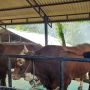 Syarat Berkurban yang Sah saat Idul Adha