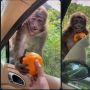 Viral Monyet Senyum saat Diberik Jeruk, Bikin Warganet Meleleh