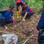 Teror Ular Piton! Warga Bojongtugu Sukabumi Resah, Sering Mangsa Unggas