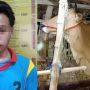 Jelang Idul Adha, Pemuda Sumenep Nekat Curi Capi, Hasilnya Buat Beli Baju