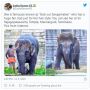 Unik dan Menggemaskan, Gajah di India Punya Gaya Rambut Bob nan Stylish