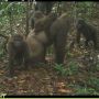 Simpanse dan Gorila Terancam Punah Usai Kamerun Izinkan Pembabatan Hutan