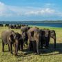 Pertama Kali Terjadi: Gajah Kembar Lahir di Sri Lanka
