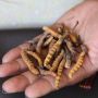 Permintaan Terus Naik, Jamur 'Himalayan Viagra' Terancam Punah