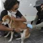 Vaksinasi Rabies saat Penerapan Normal Baru