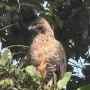 Langka! Burung Elang Jawa Ditemukan di Pandeglang, Lokasi Dirahasiakan
