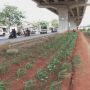 Manfaatkan Lahan Kosong di Kolong Tol dengan Bercocok Tanam