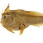 Tak Ada Lagi, Spesies Ikan "Bertangan" Langka Resmi Punah di 2020