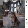 2 Bulan Menderita Sakit, Gli Kucing Penunggu Masjid Hagia Sophia Meninggal