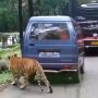 Viral Macan Bikin Ban Mobil Bocor, Warganet: Dikira Zebra Padahal Carry
