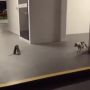 Kocak! Viral Video Tikus 'Adu Jotos' dan Kucing Jadi Wasitnya