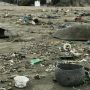 160 Kura-Kura Terjerat Sampah Plastik di Bangladesh, Puluhan Mati
