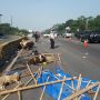 Banyak Kambing Mati di Tol Jagorawi karena Ban Mobil Pecah