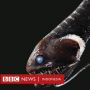 Ilmuwan Ungkap Ikan Berkulit Sangat gelap Hilang di Lautan