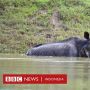 Badak Bercula Satu yang Langka Tewas Karena Banjir di India