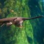 Tidak Sengaja, Ilmuwan Ciptakan Ikan Hibrida dari Leluhur Dinosaurus