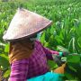 Petani Tembakau Khawatir Rencana Kenaikan Cukai Bisa Berdampak Turunnya Penjualan
