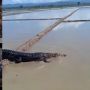 Viral Buaya Nyasar di Tengah Sawah, Netizen Duga Itu Cuma Editan