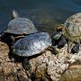 Kelaparan Gegara Pandemi, Korea Utara Imbau Warganya Makan Reptil Ini