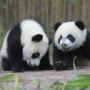Gemas! Korea Selatan Rayakan Kelahiran Bayi Panda Pertamanya