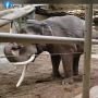 Gemas Banget, Sekumpulan Gajah Ini Bisa Lakukan Gerakan Yoga