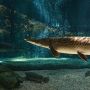 Mengenal Ikan Aligator yang Dilarang Dipelihara di Indonesia
