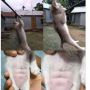Sering Bergelantungan, Penampakan Kucing Six Pack Bikin Warganet Iri