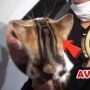 Kucing Ibu Nagita Slavina Rp 1 M, 7 Kucing Ini Harganya Juga Fantastis Lho!