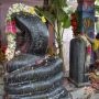 Umat Hindu di India Lakukan Pemujaan Kepada Dewa Ular