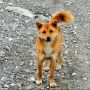 Mengenal Anjing Langka Pegunungan Papua, Mirip Rubah dan Hampir Punah