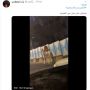 Heboh Polisi Naik Unta di Jalan Tol, Ternyata Ini Penyebabnya