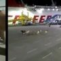 Bikin Panik, 19 Ekor Sapi Kurban Lepas dan Berlarian di Pelabuhan Merak