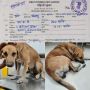 Perkosa Anjing, Pria Ini Akhirnya Ditangkap Polisi
