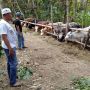 Tidak Terpengaruh Pandemi, Pemesanan Sapi Kurban di Kulon Progo Meningkat
