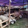 Kenapa Daging Kambing Bau? Ini Jawaban dan Cara Hilangkan Bau Kambing