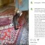 Kucing Ini Gigit dan Cakar Majikannya Saat Salat, Netizen Duga Ini Sebabnya