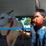 Tak Rela Sapi Kesayangannya Dibeli Gubernur Jatim, Bocah Ini Terus Menangis