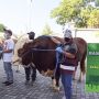 Dibeli Rp165 Juta, Sonar dan Gombloh Jadi Sapi Kurban Jokowi bagi Warga DIY