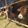 Daftar Harga Sapi Qurban 2023 untuk Idul Adha, Bisa Patungan 7 Orang