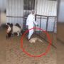 Hendak Dijual untuk Kurban, Kambing Ini Malah Pura-pura Mati