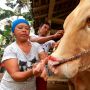 Sebelum Dipotong, Sapi Kurban Ini Dirias Bak Pengantin