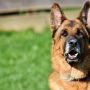Kasus Pertama di Dunia, Anjing Terinfeksi Virus Corona Dilaporkan Mati