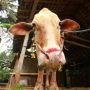 Bikin Ngakak, Sapi Kurban Ini Kepo Ingin Lihat Temannya yang Disembelih