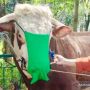 Unik, Sapi Kurban Bupati Bogor Ade Yasin Dipakaikan Masker