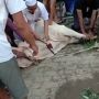 Video Sempat Viral, Penyebab Ustaz Meninggal saat Potong Kurban Terungkap