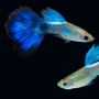 9 Makanan Ikan Guppy untuk Pertumbuhan Optimal, Jentik Nyamuk hingga Cacing Darah