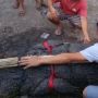 Minta Bantuan Pawang, Buaya Sepanjang 4,5 Meter Ditangkap Warga di Babel